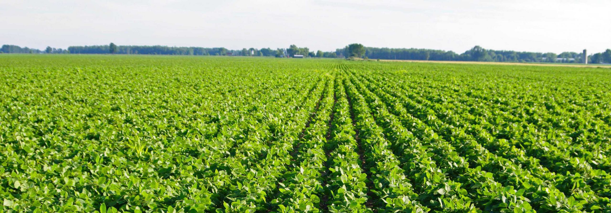 soyfield1.jpg