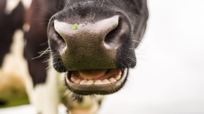 Big Ag is Dead Wrong on Trade